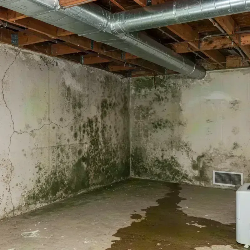 Professional Mold Removal in Las Flores, CA